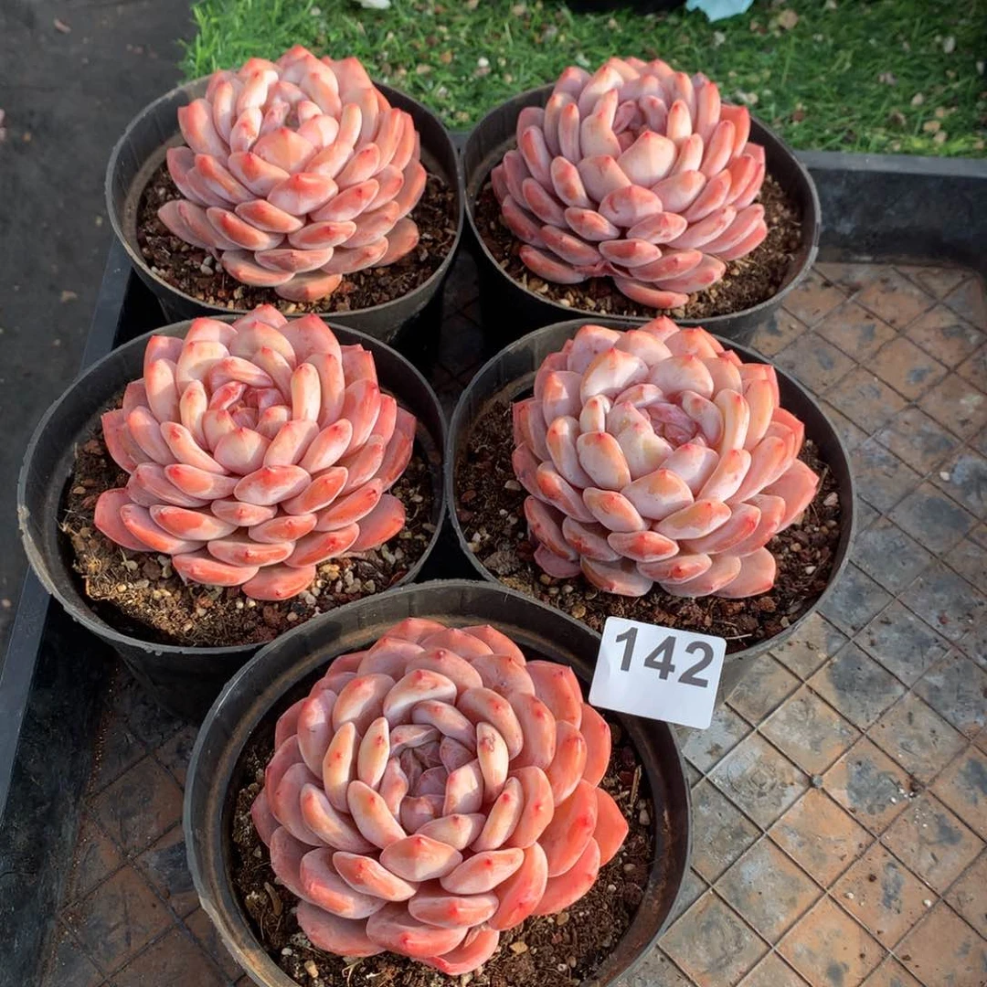 142橙子多肉植物组合