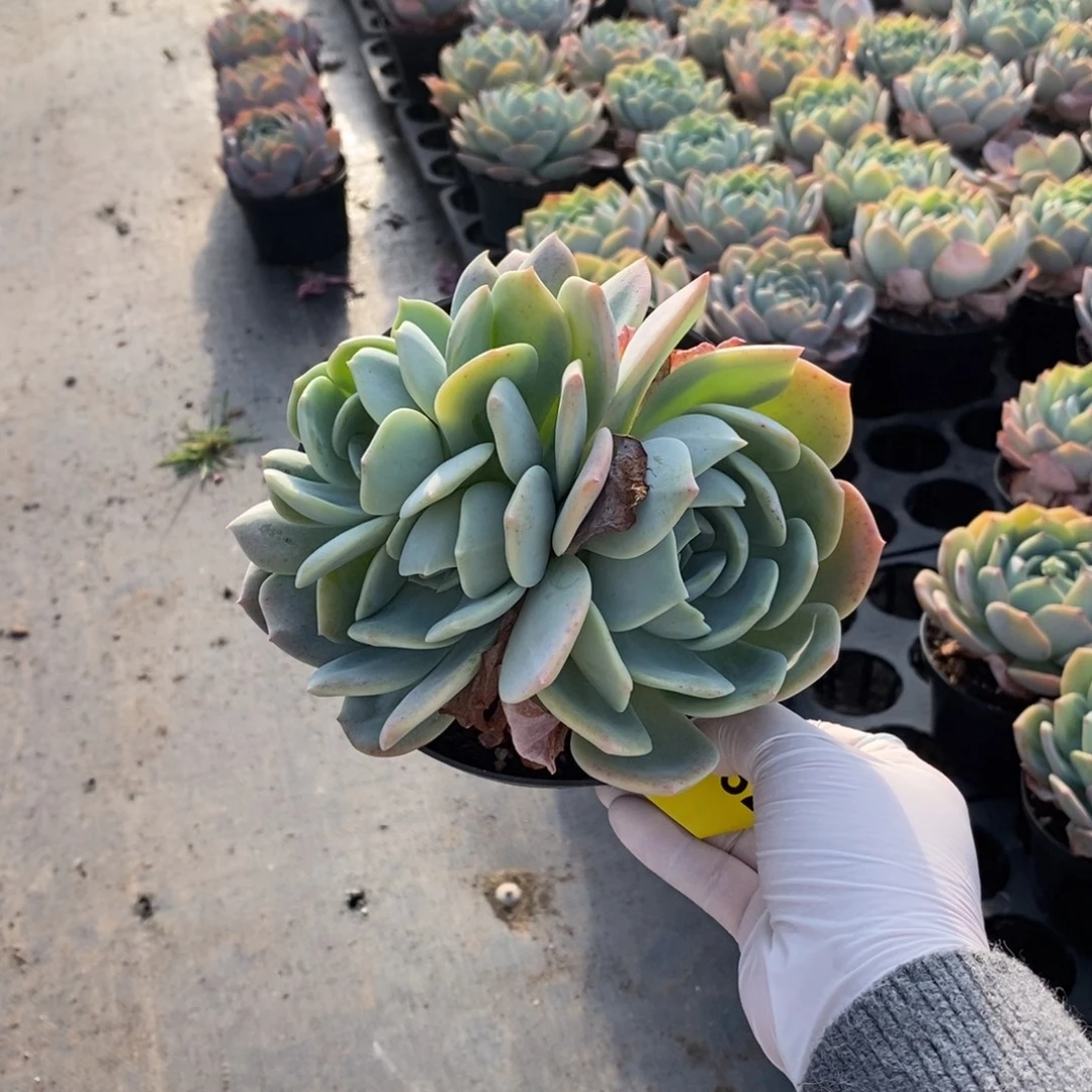 752凤橙三头一物一拍