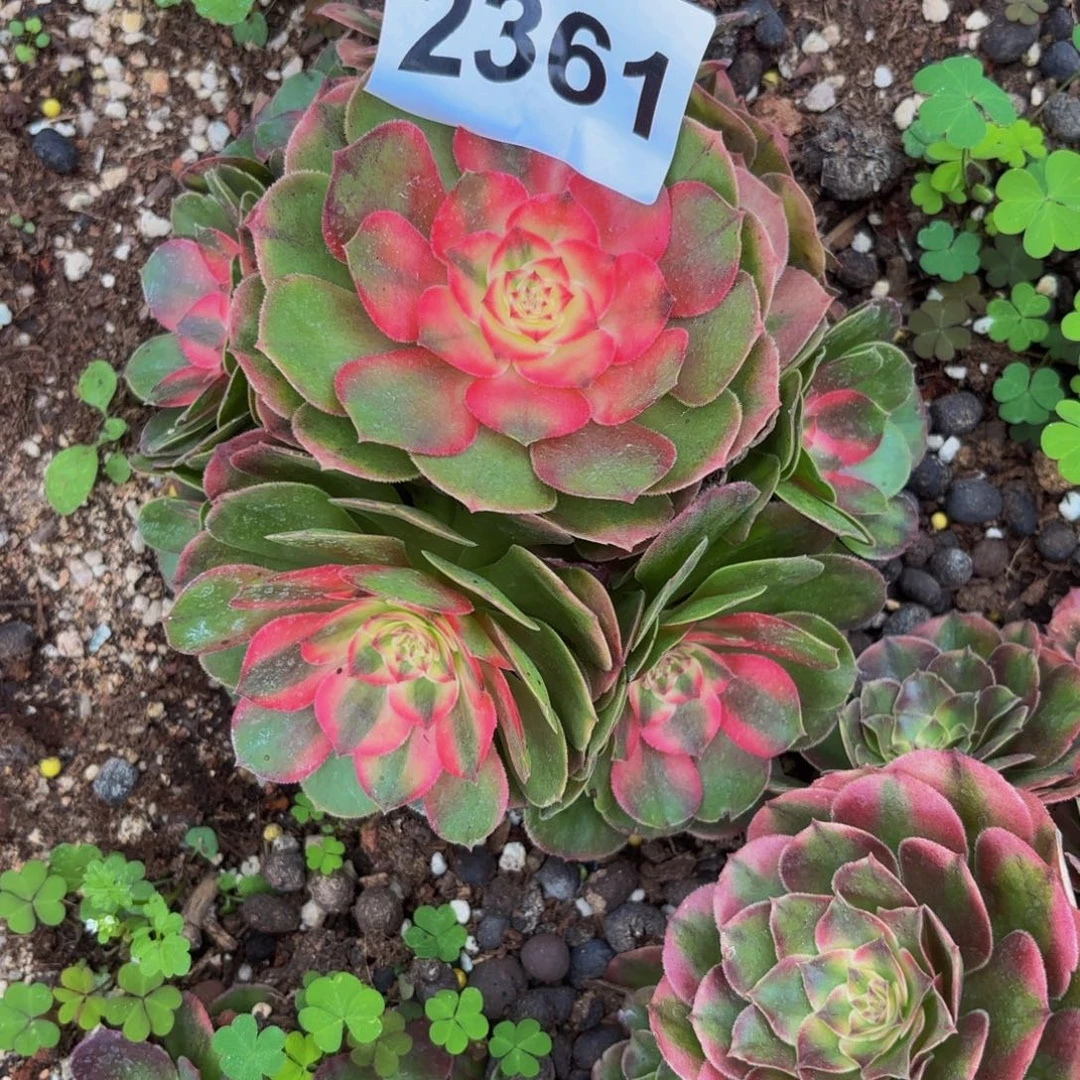 平****2361多肉植物荔枝