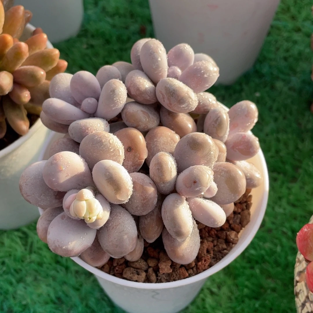 多肉植物盆栽多肉