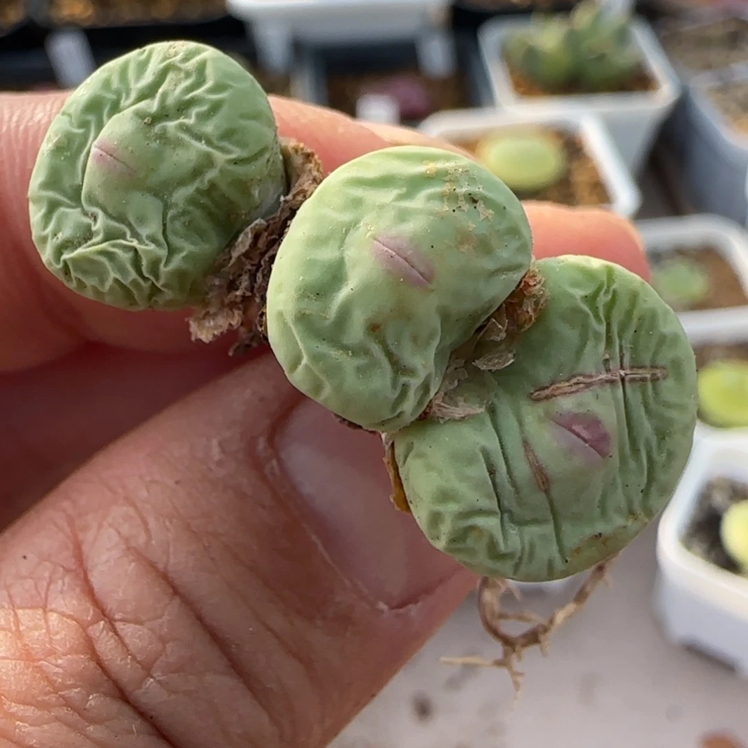 多肉3头大型嘟嘟嘴45链接