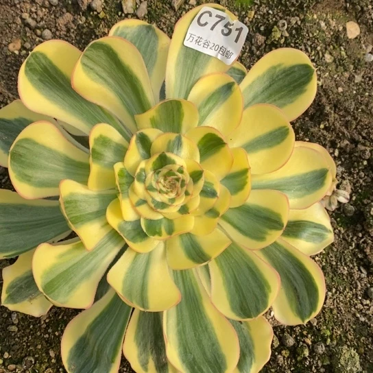 751王妃多肉植物