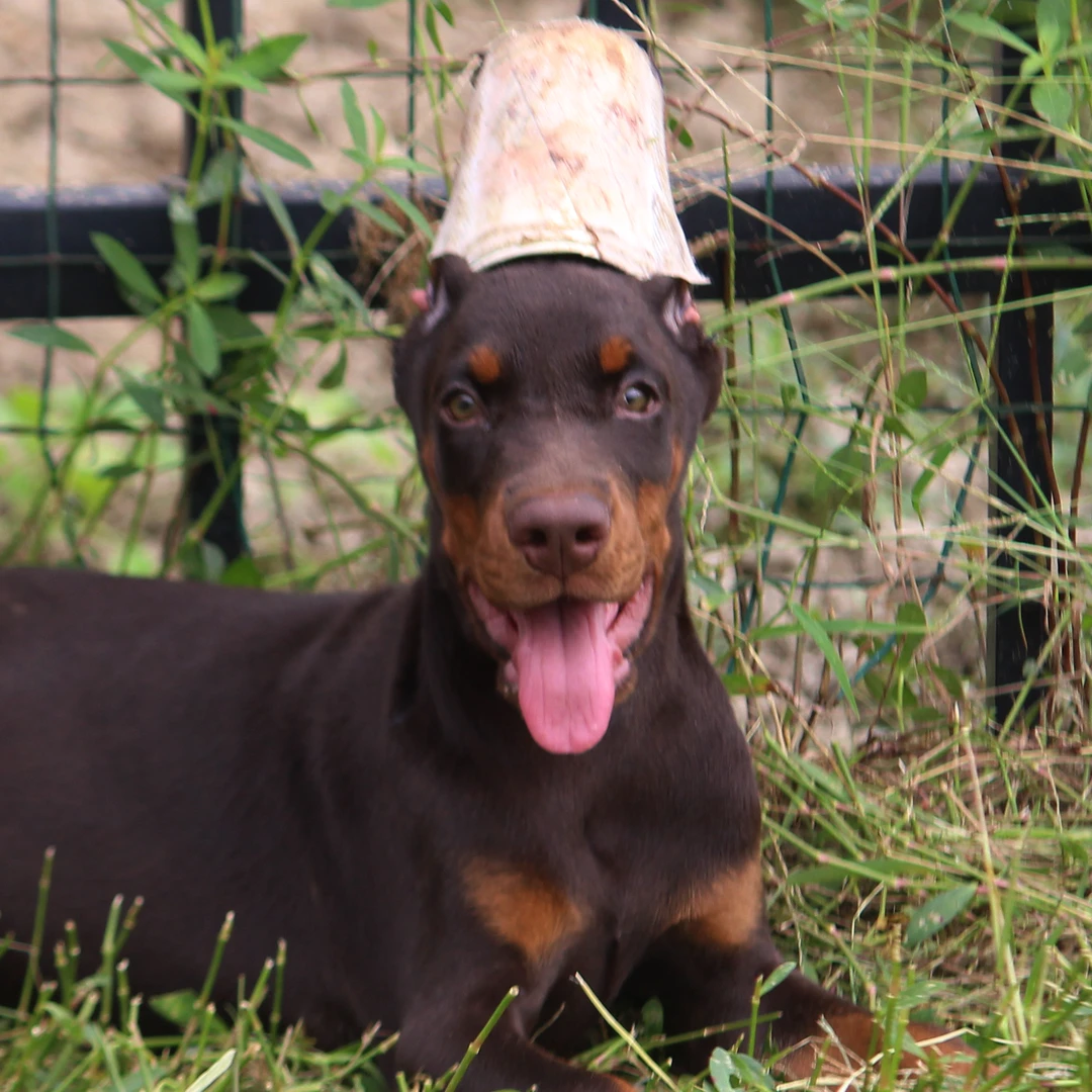 哈利犬舍红绳母送货上门