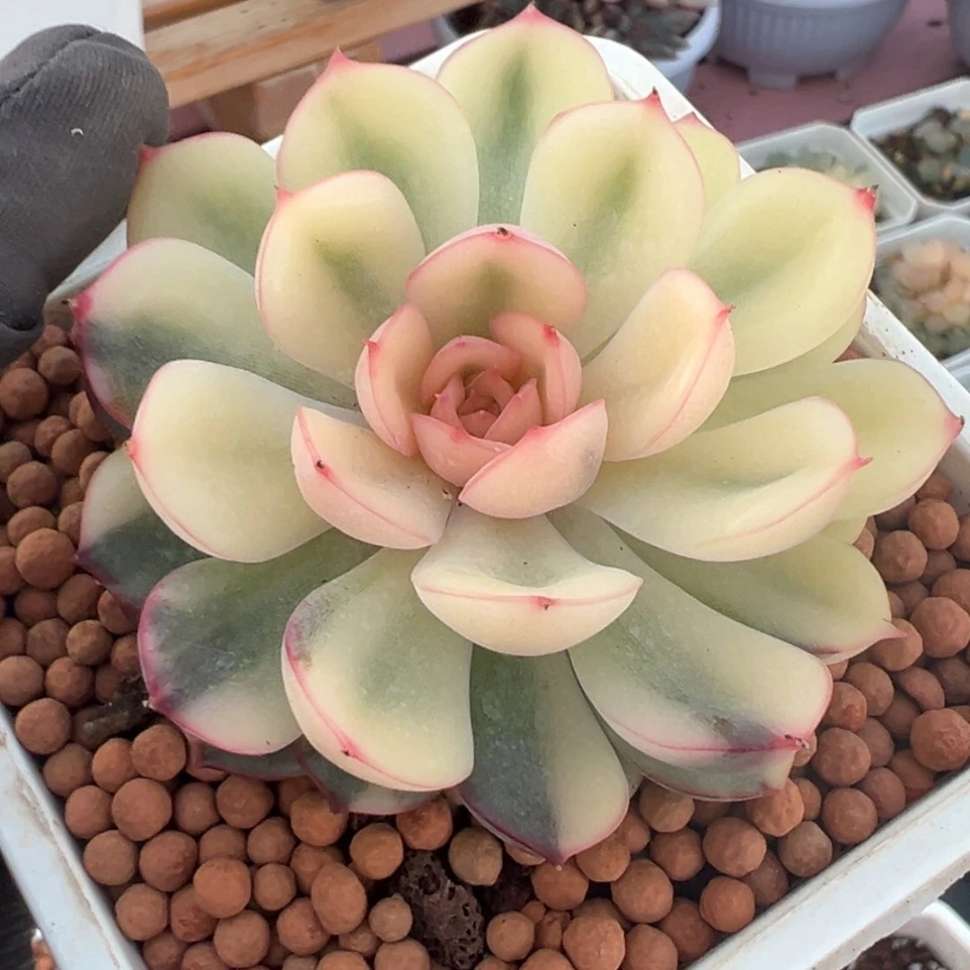 武仙座锦，宽覆轮锦