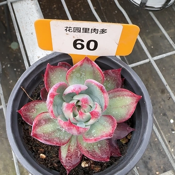 60 惊鸿仙子多肉植物6-9cm