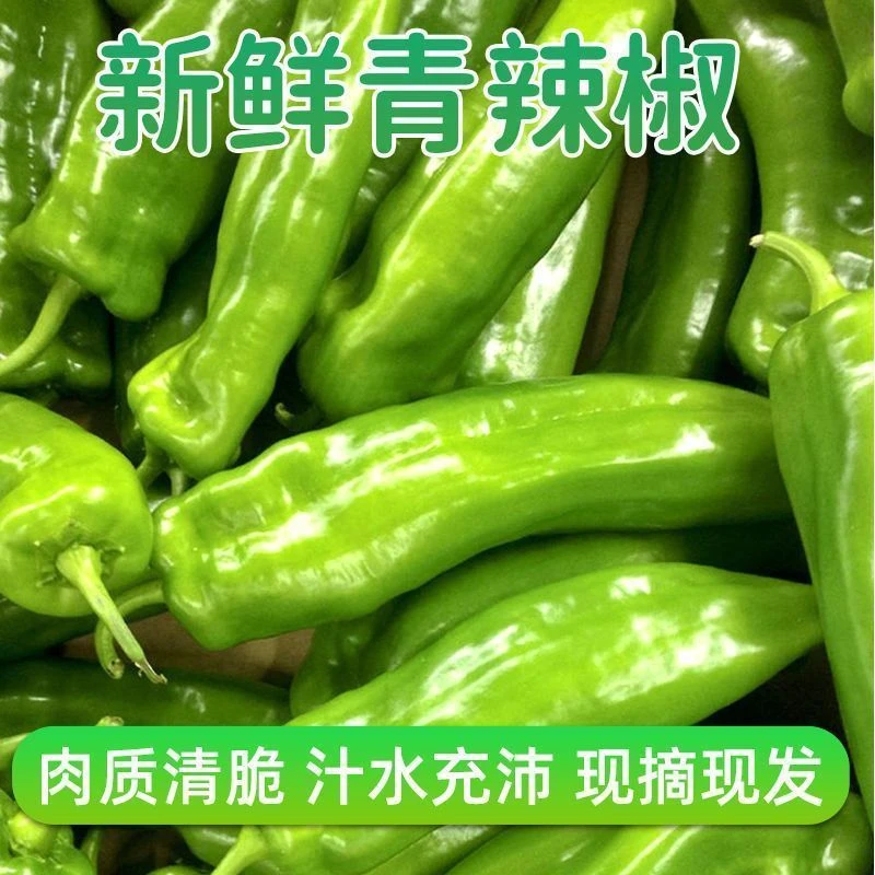 【农掌柜】农家微辣黄皮尖椒牛角椒青椒微辣薄皮辣椒新鲜羊角椒尖椒