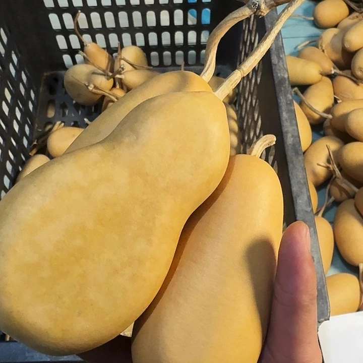 烙***跃葫芦冬瓜扁专属链接