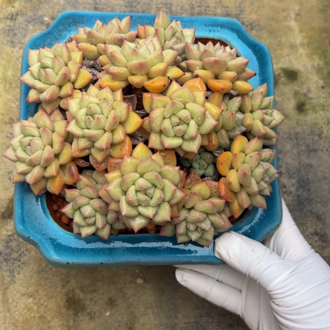****l黄金象牙多肉植物