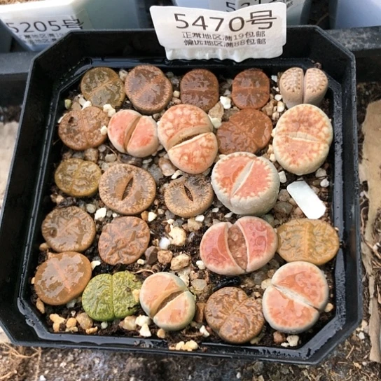 5470，10厘米盆包邮特价