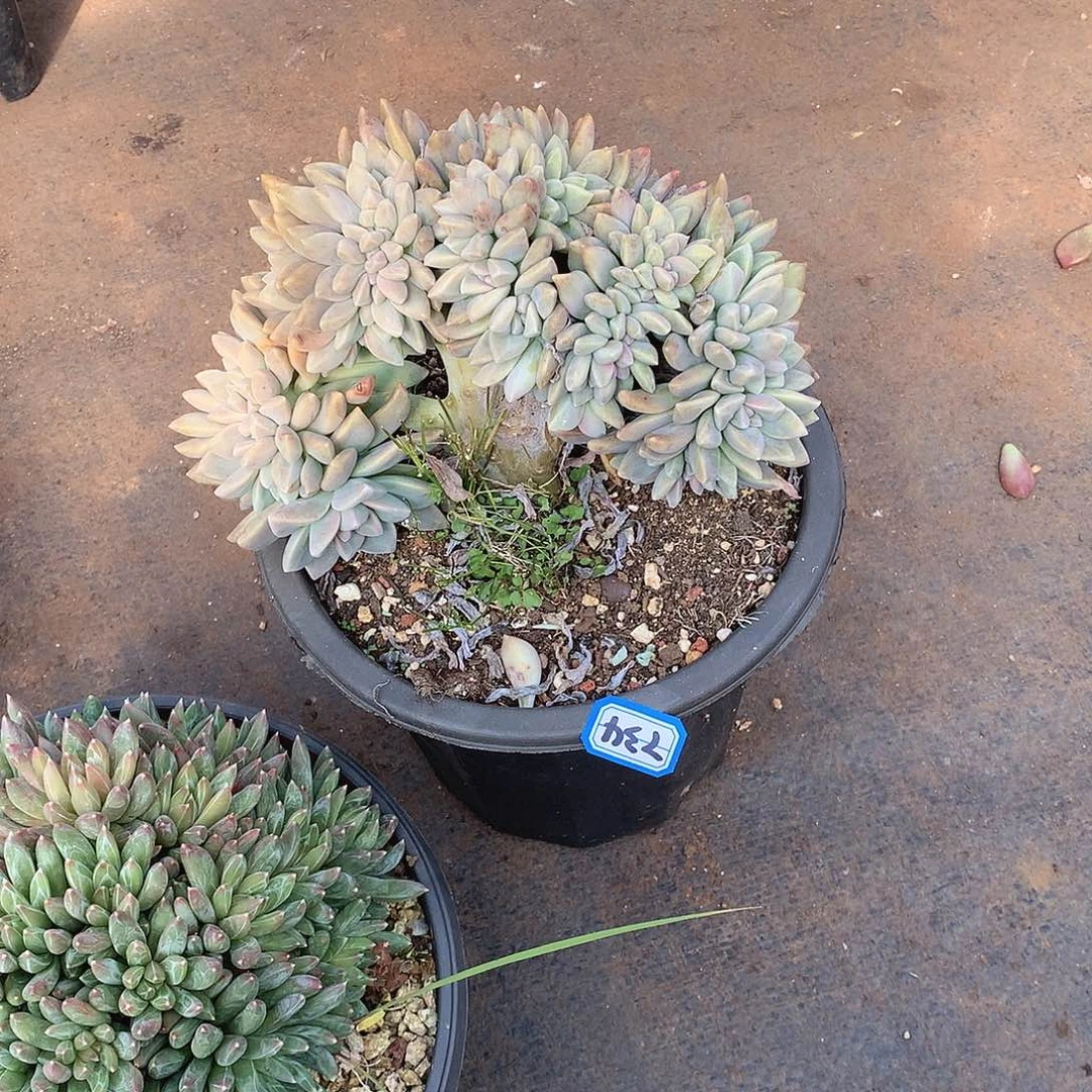 734淡雪缀 一物一拍多肉