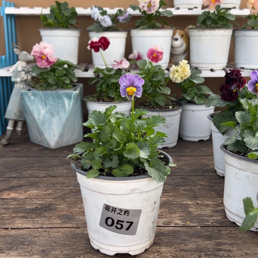 【闪购商品】完全开放057号