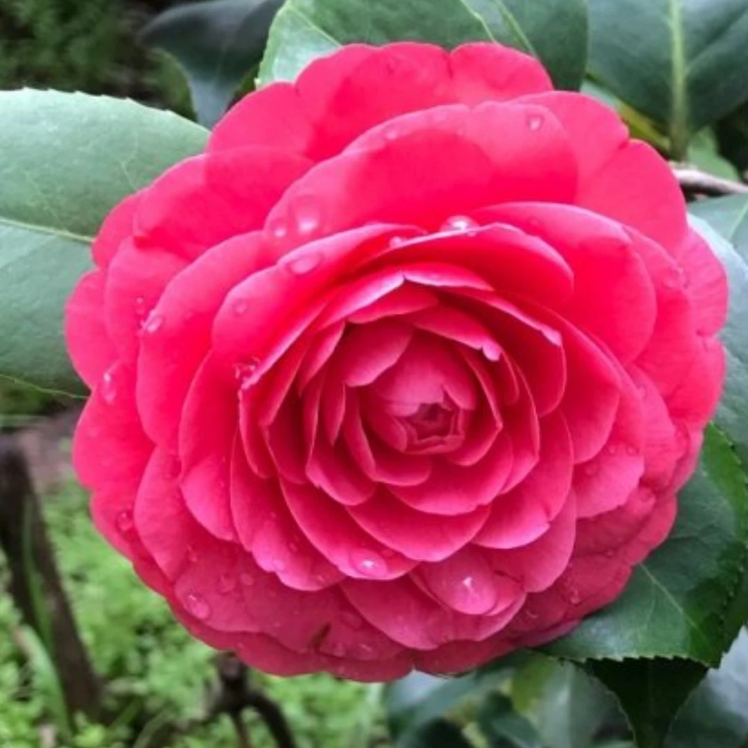 红赤丹茶花低于零度，拍保温低于零下八度不拍单。送保温送保温