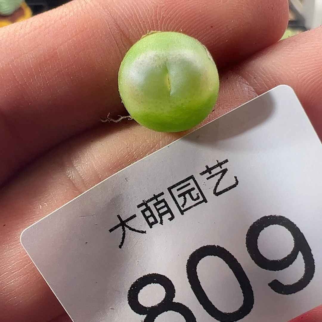 一物一拍脱土发。   809