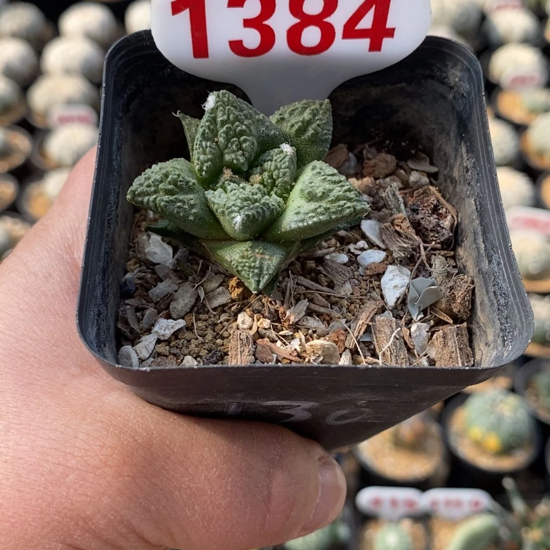 1384龟甲牡丹福利