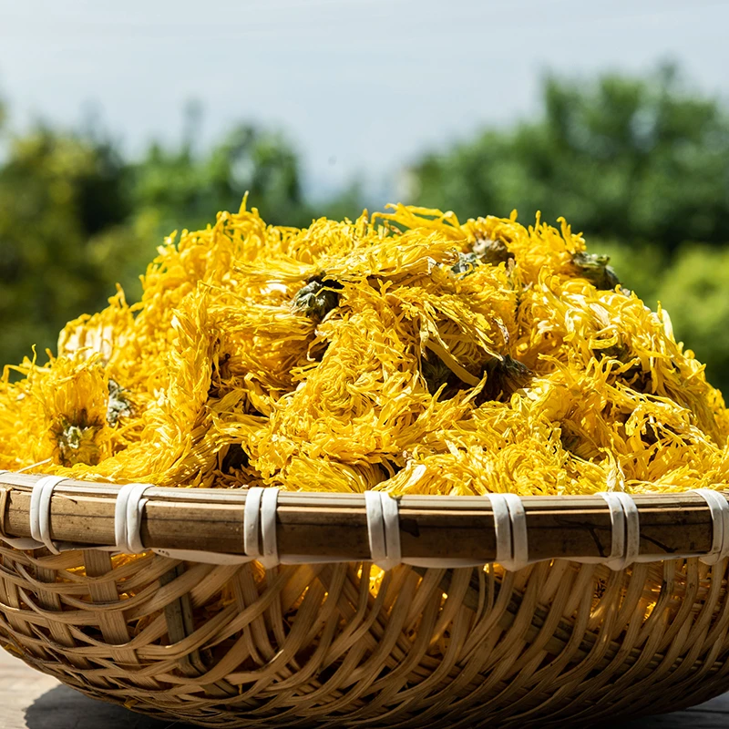 【娄山云集】贵州黄菊