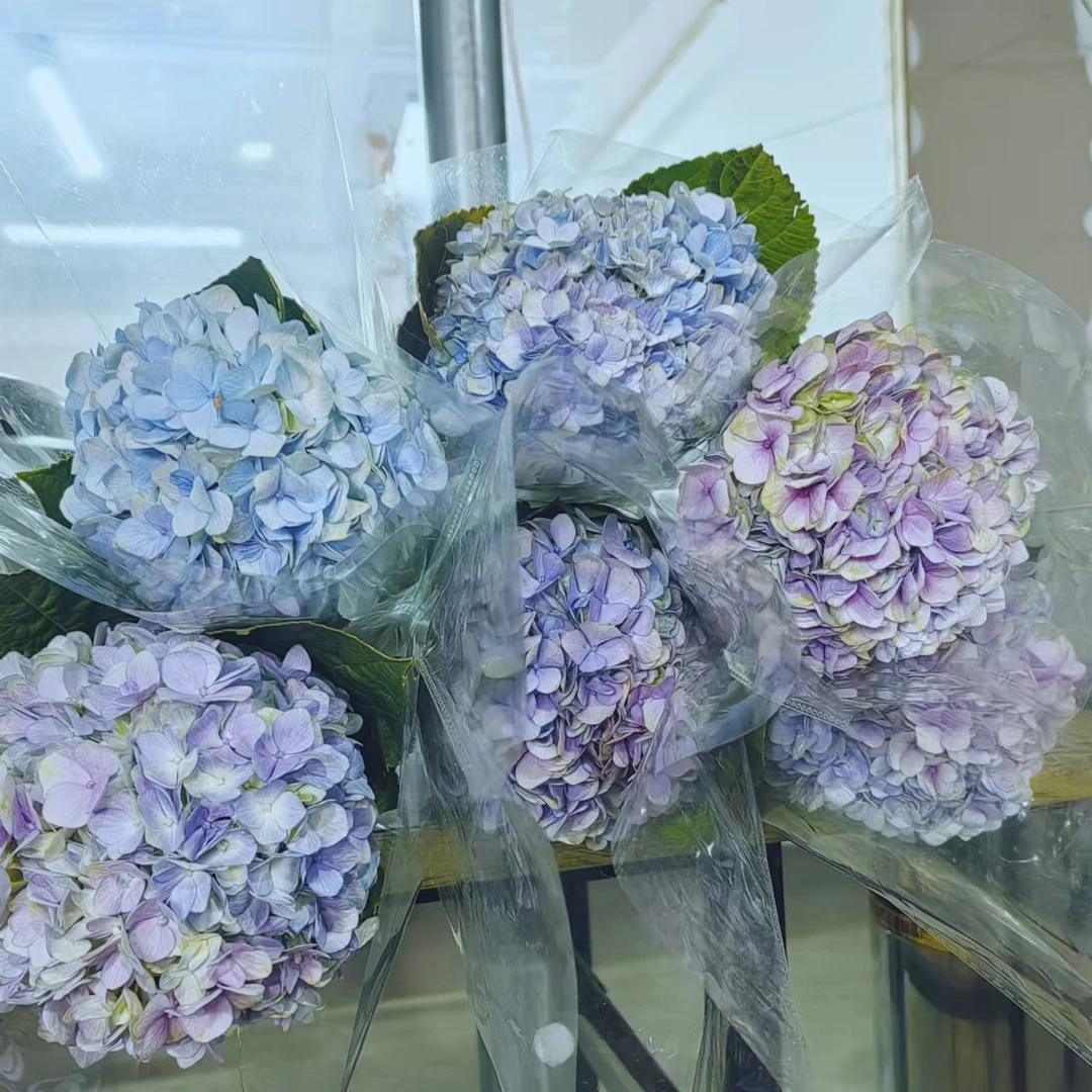 粉紫蓝紫小绣球【两单顺丰冷链或京东空运】 鲜切花