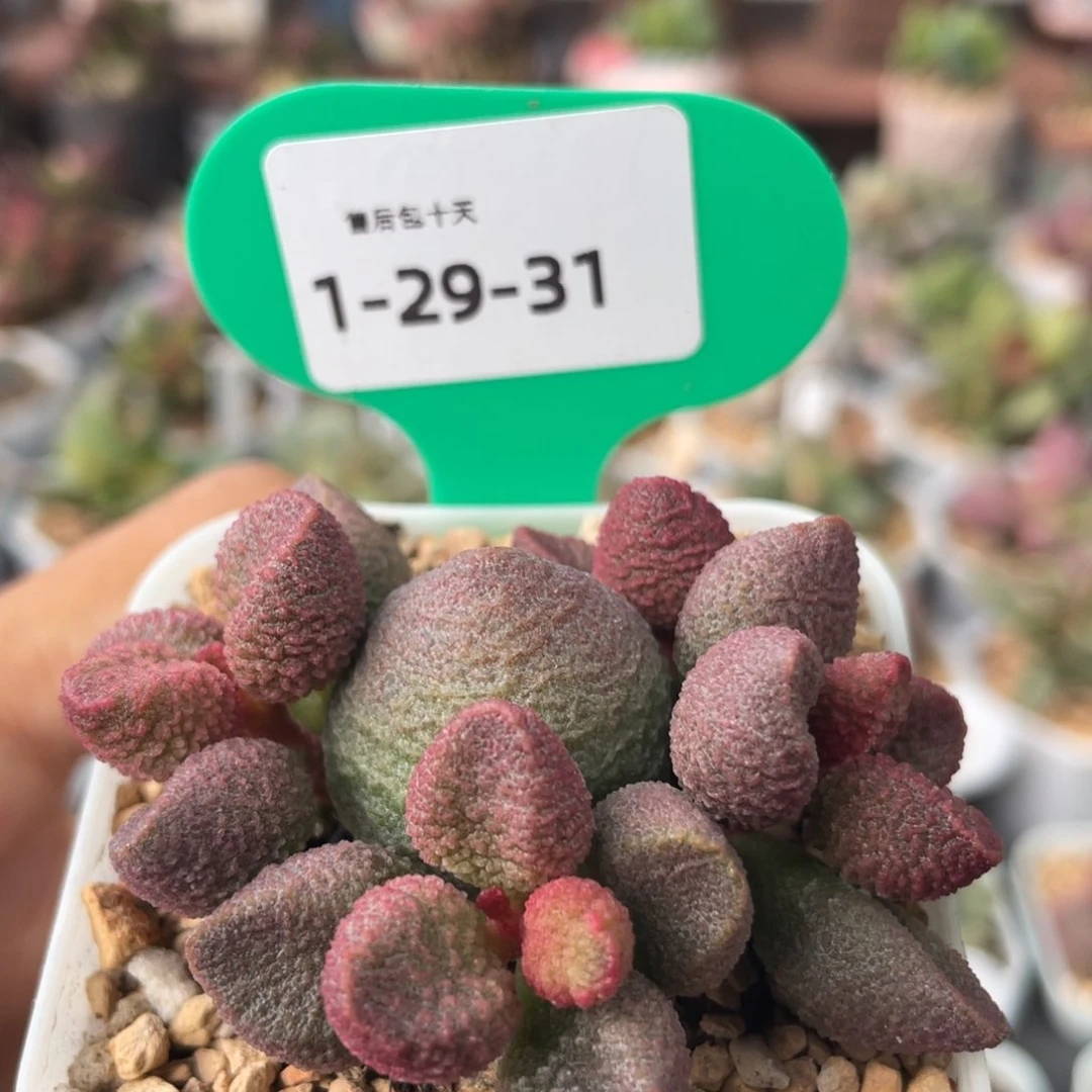 福利。  福利。