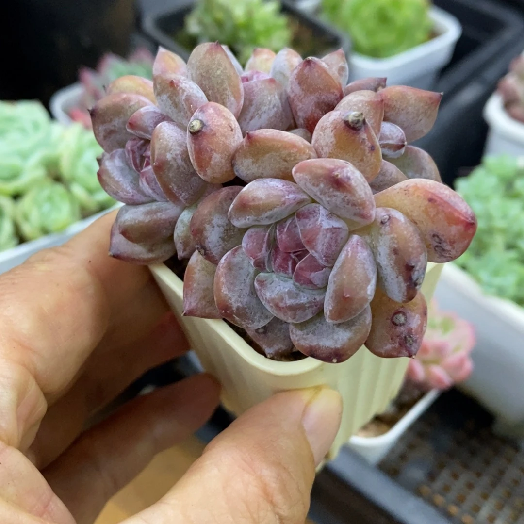 精品多肉一物一拍不包整4