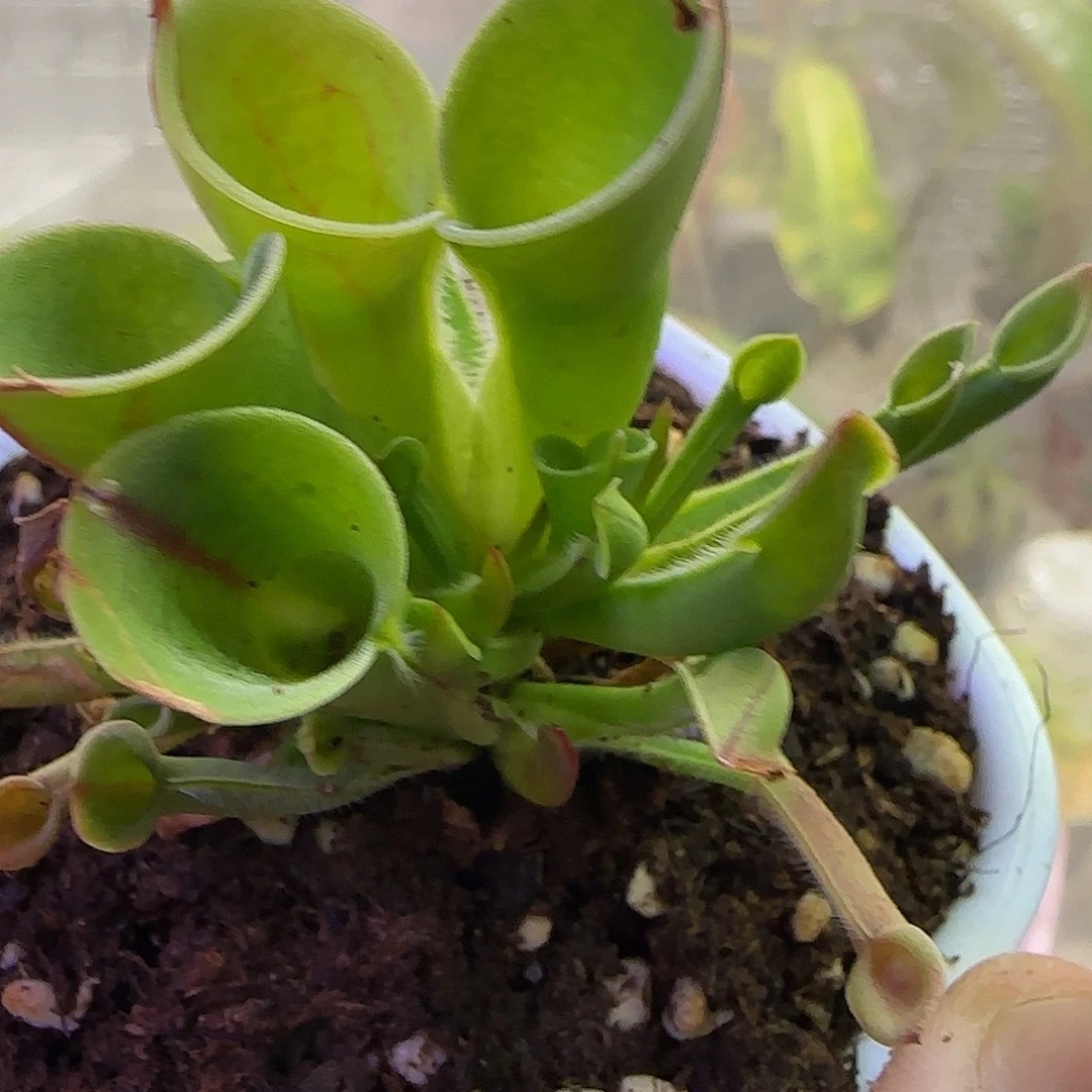 无花朵专拍小太阳