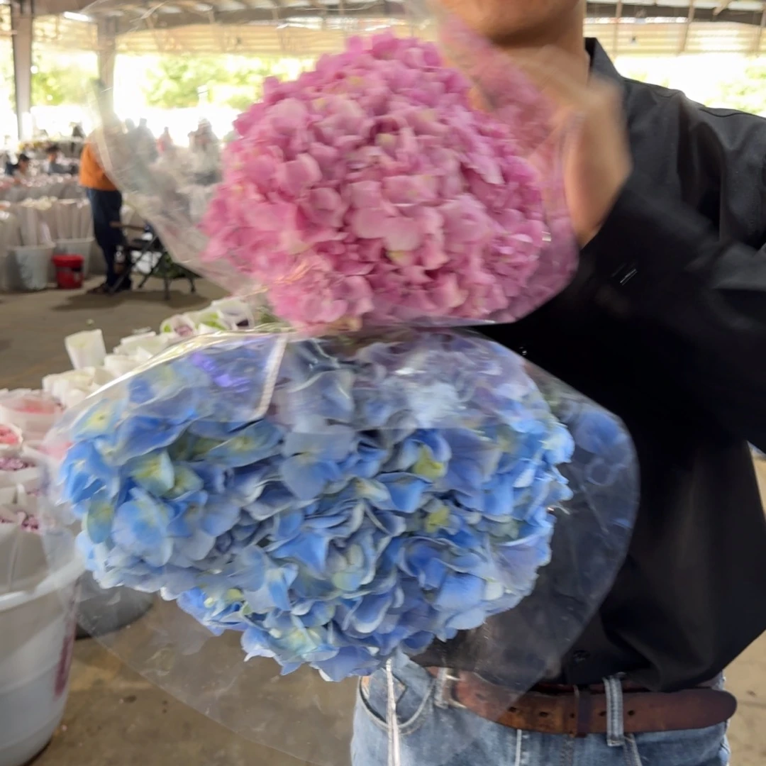 蓝粉绣球各一支包邮价秒杀