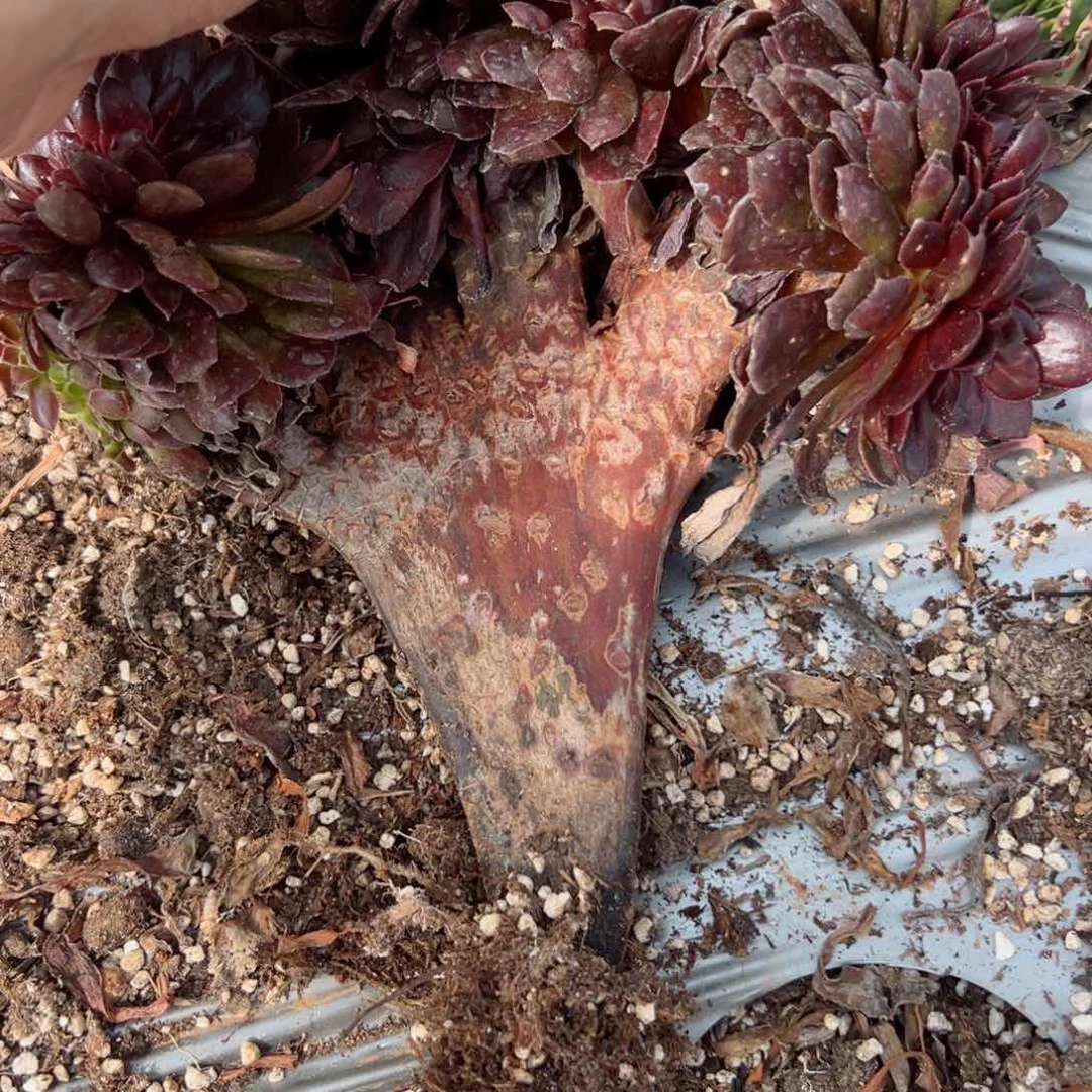 我7139 号多肉法师新年特价