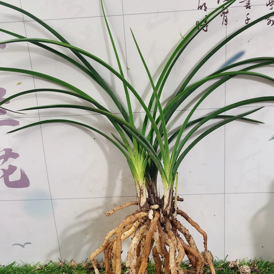 禅***悦完全开放兰花兰花