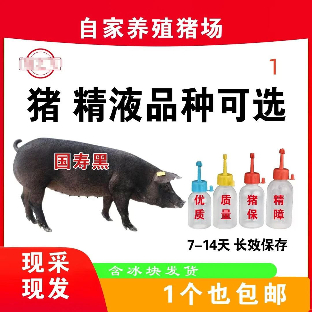 国寿黑猪精原种包邮生态养殖健康大白猪精包原种包邮生态养殖健康