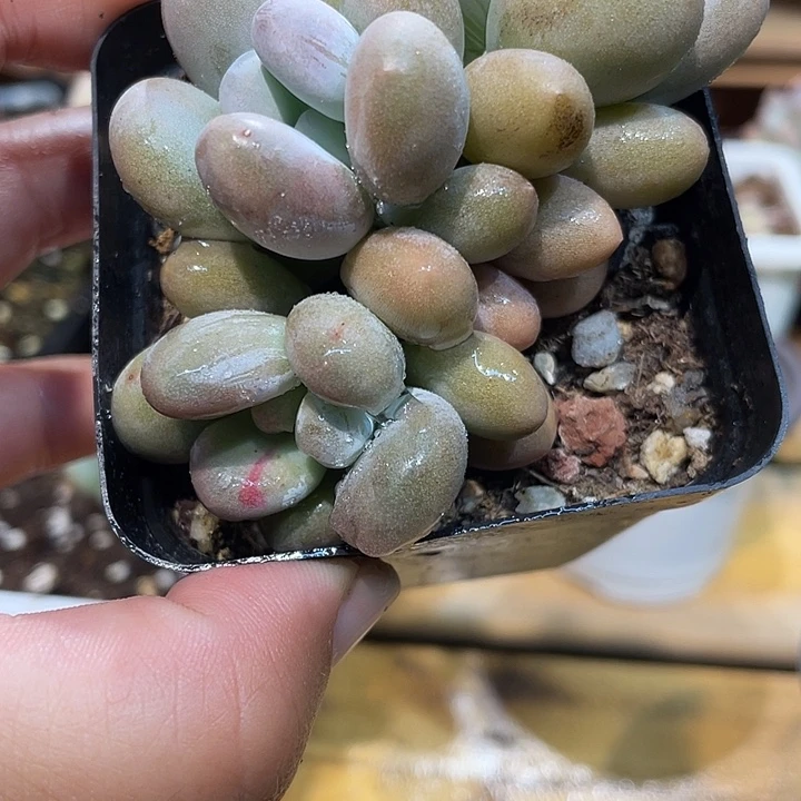 011橙雪球朵朵带锦变异啊啊