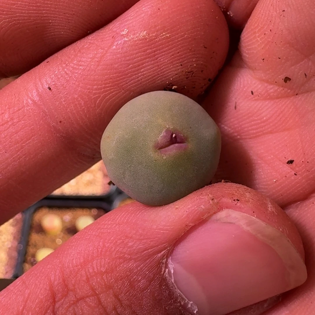 飞*茜云缦精品番杏9.23