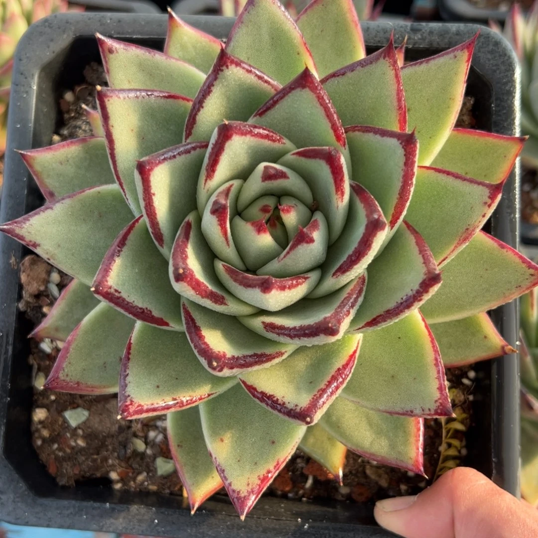 多肉植物一物一拍（30号）