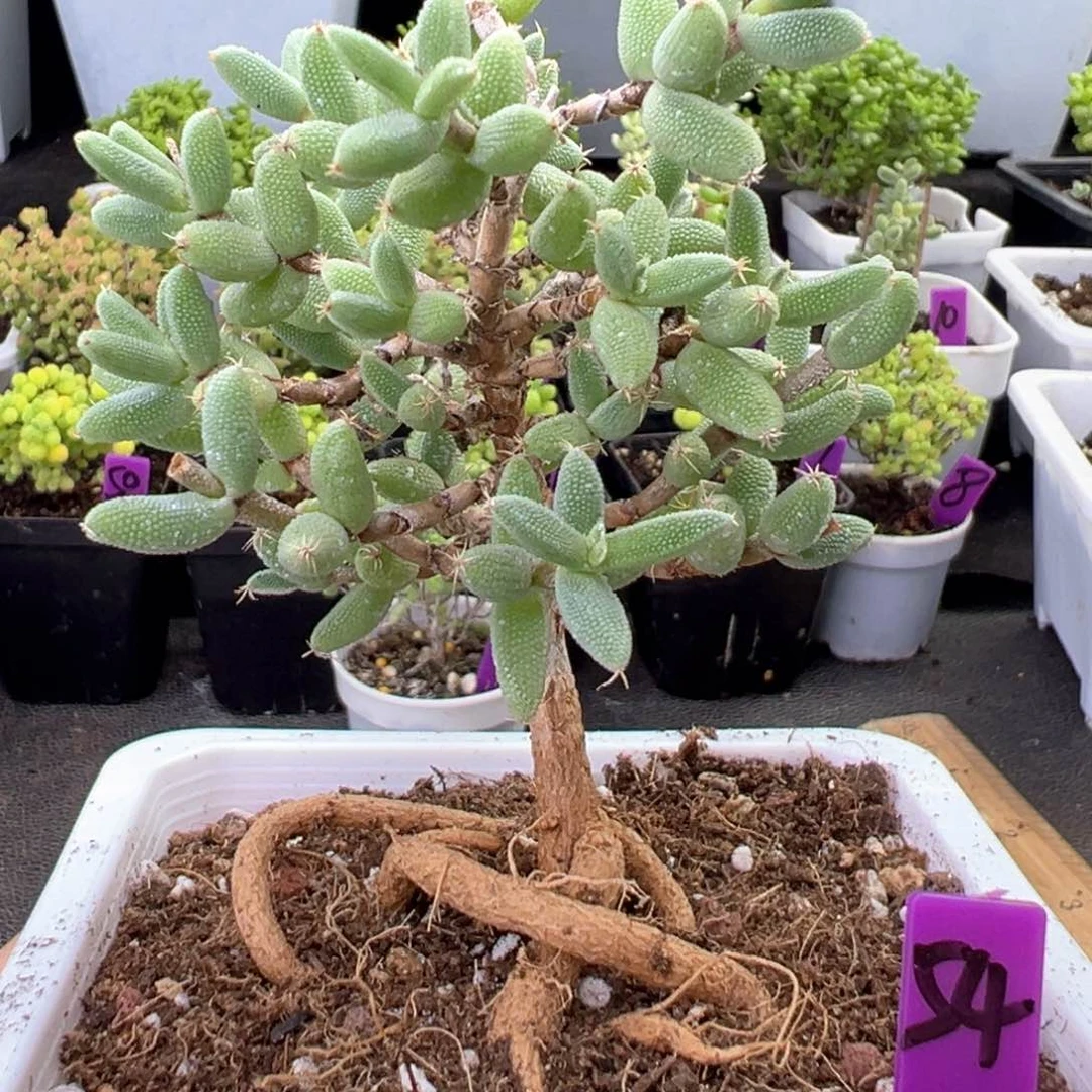 54号悬空造型腿玉米一物一拍