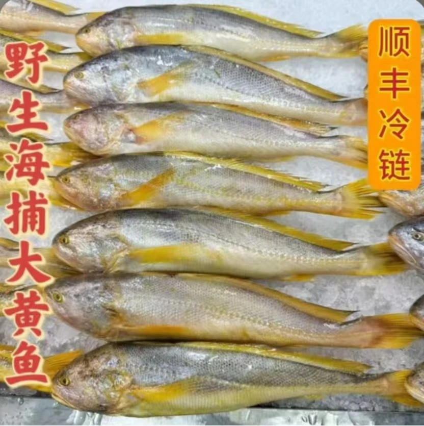 顺丰冷链特大野生黄鱼9两/1斤单条黄鱼新鲜速冻连云港发货