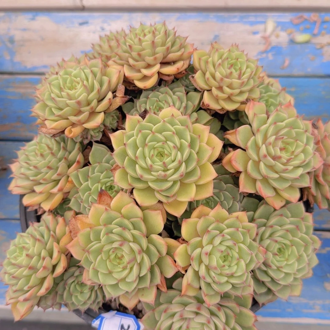 2244笨巴凡艺多肉