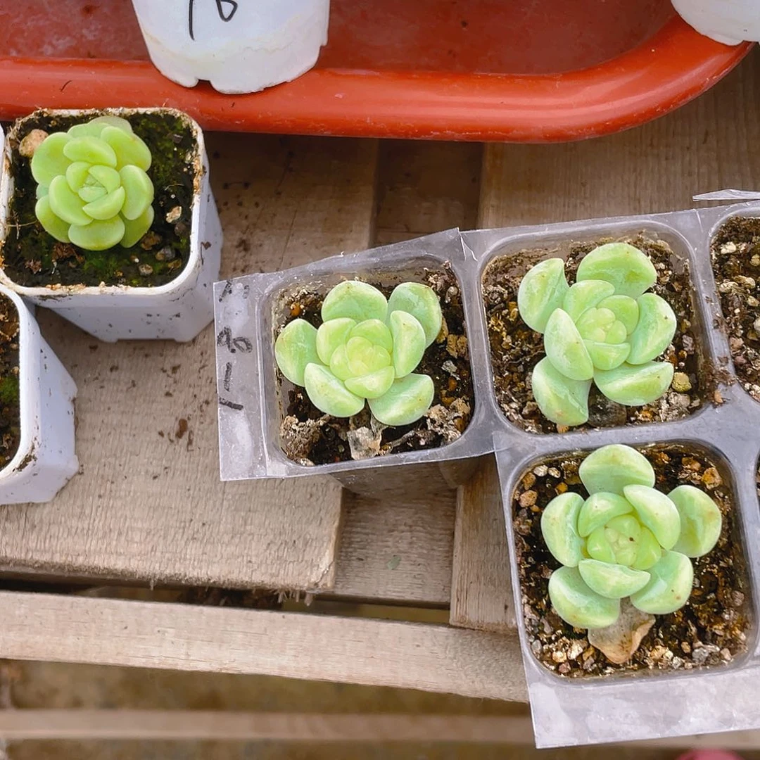 208-1 盆一个满25包邮