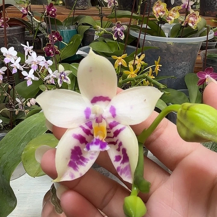 大部分花苞少量开放斑马822