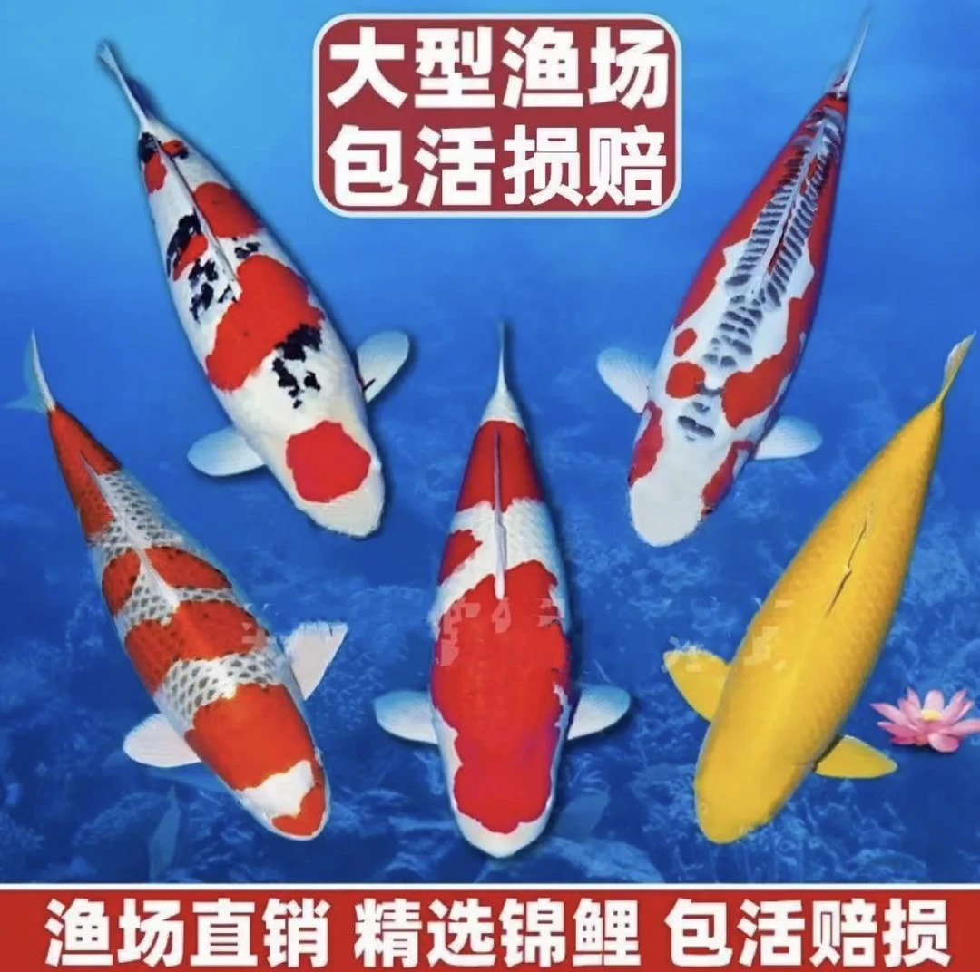 蓝牌1-100号锦鲤观赏鱼包邮包开箱活包损，以直播间为准