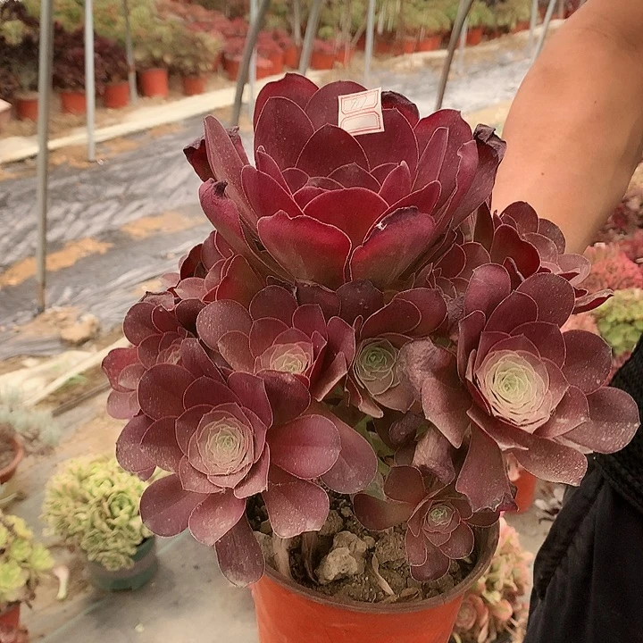 917魅金多肉植物