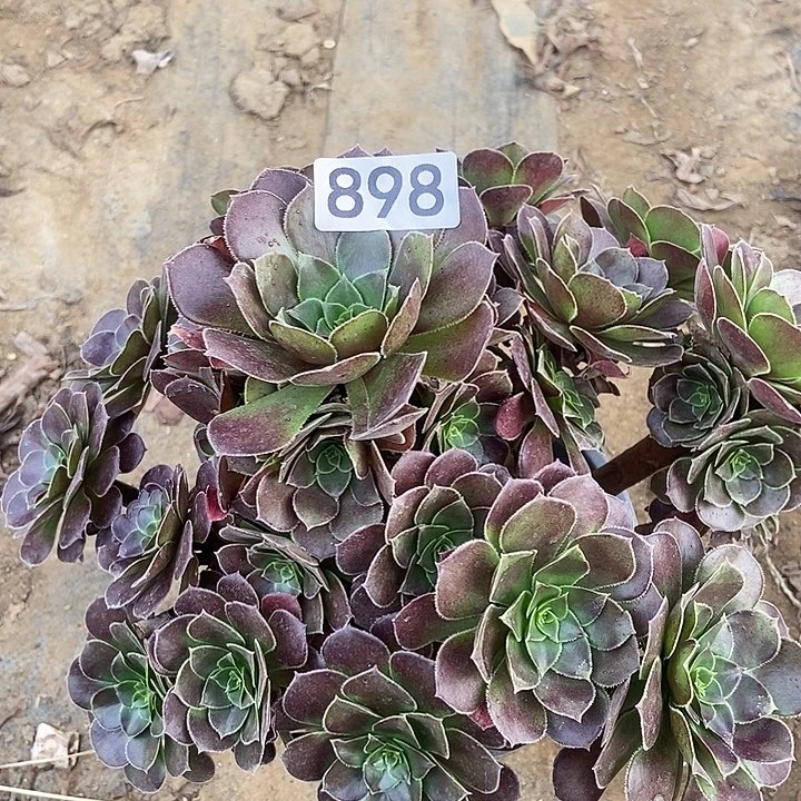 荷兰玫瑰898多肉不包断