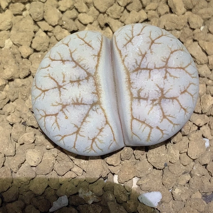 精品多肉植物精品多肉