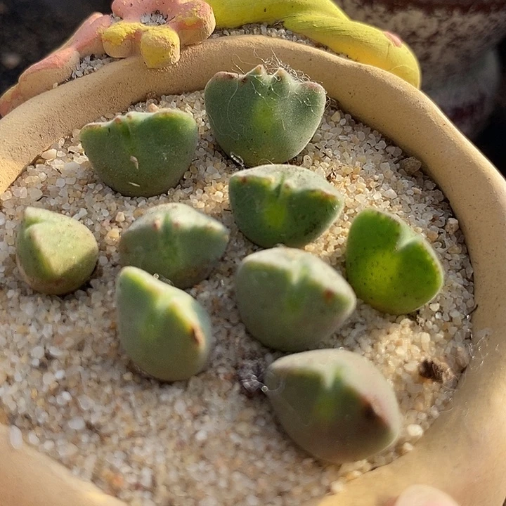 22532空蝉样本一颗有伤