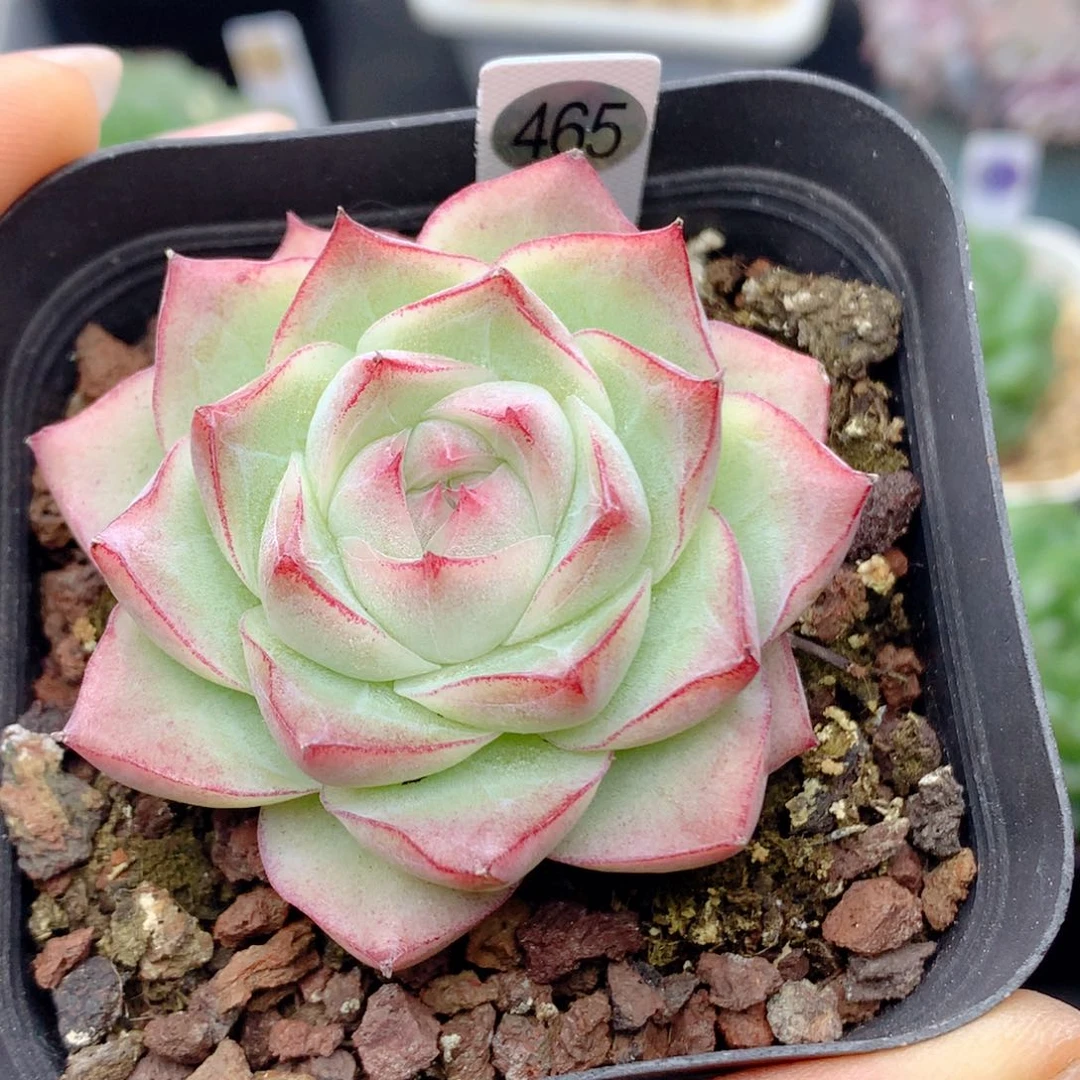 58包邮  群生不包整465