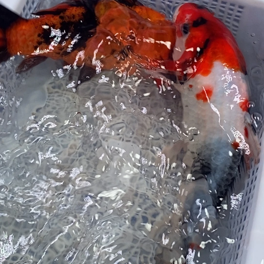 锦鲤锦鲤包邮冷水