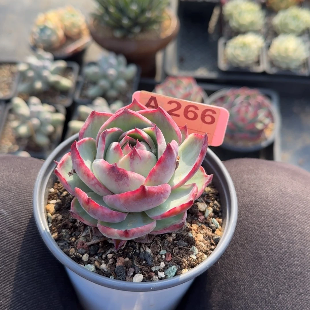 惊鸿仙子多肉五十包邮