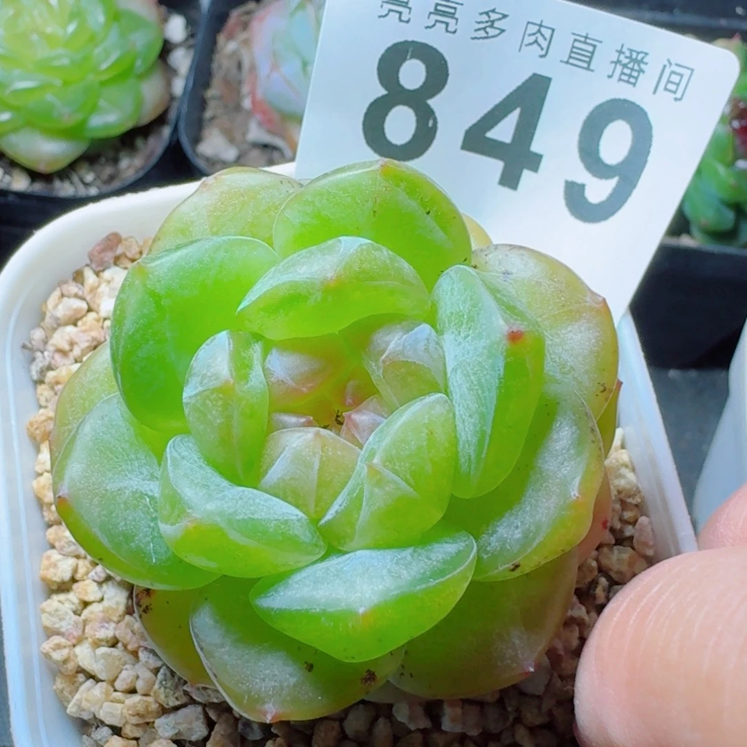 母本珍妮            精美多肉植物