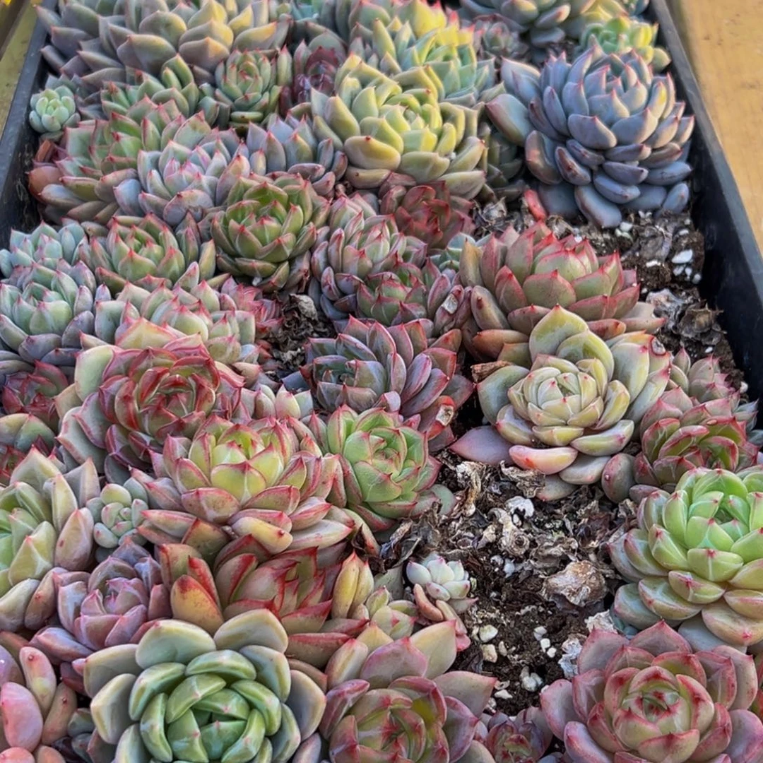 M***o795多肉葡萄的味道