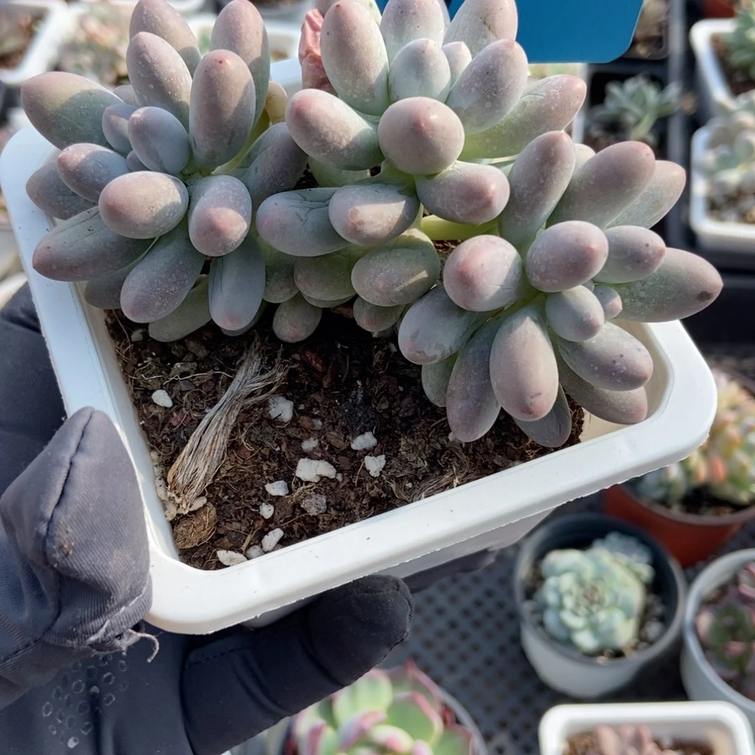 779汤圆多肉植物多肉