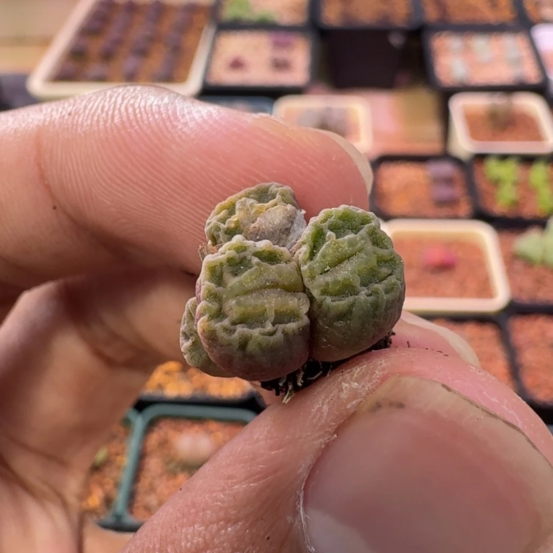 山***楂云缦精品番杏17.17