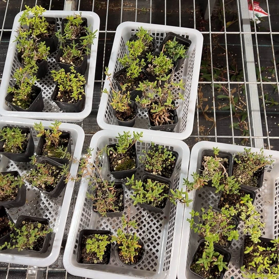 小套餐老桩福利6颗