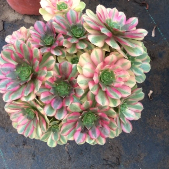 音***爱无花朵雨荷法师多肉植物419号