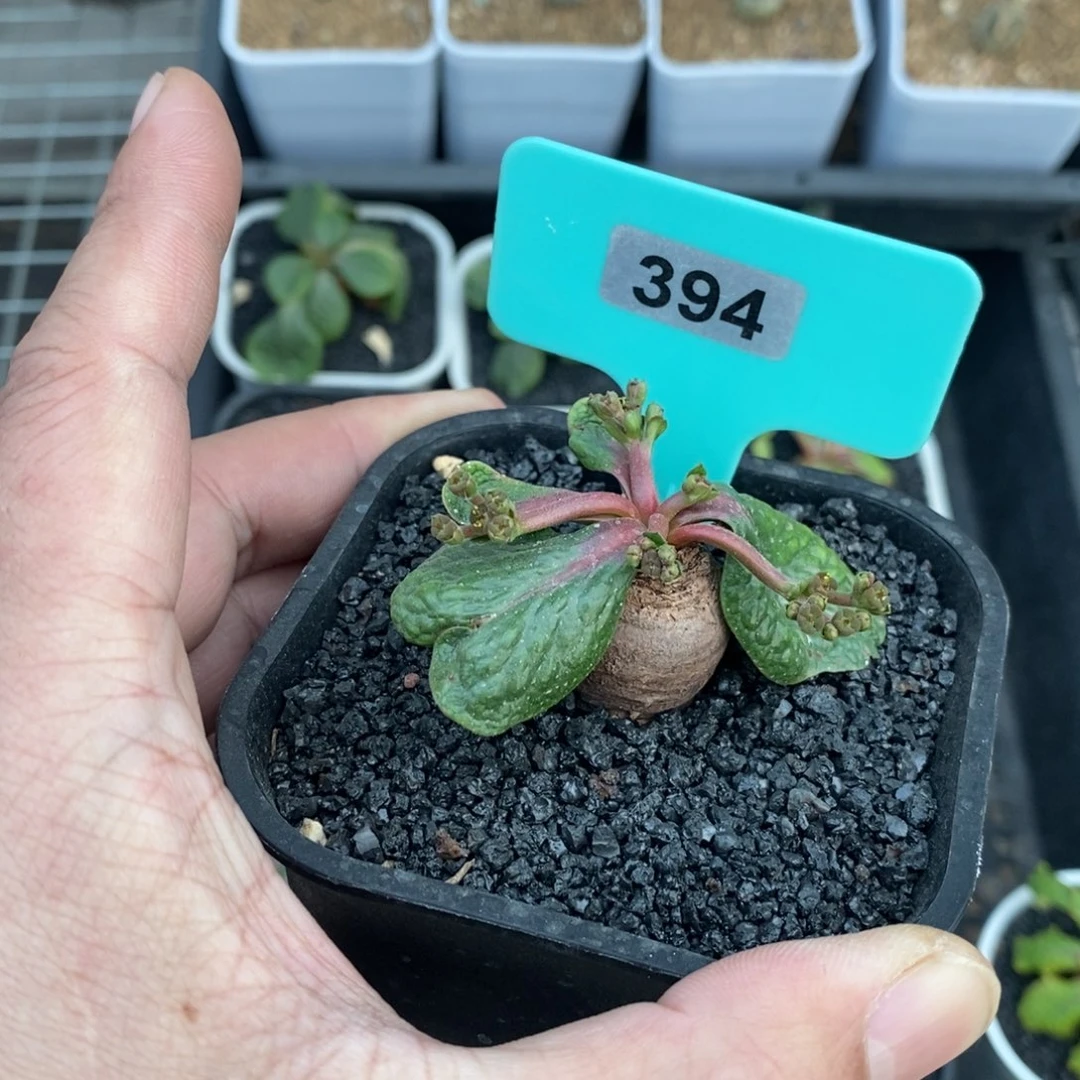 鬼笑大戟多肉植物